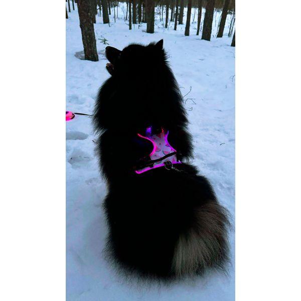 Harness Light5 Doggo Led Harness, Pink - SPEED LIGHT