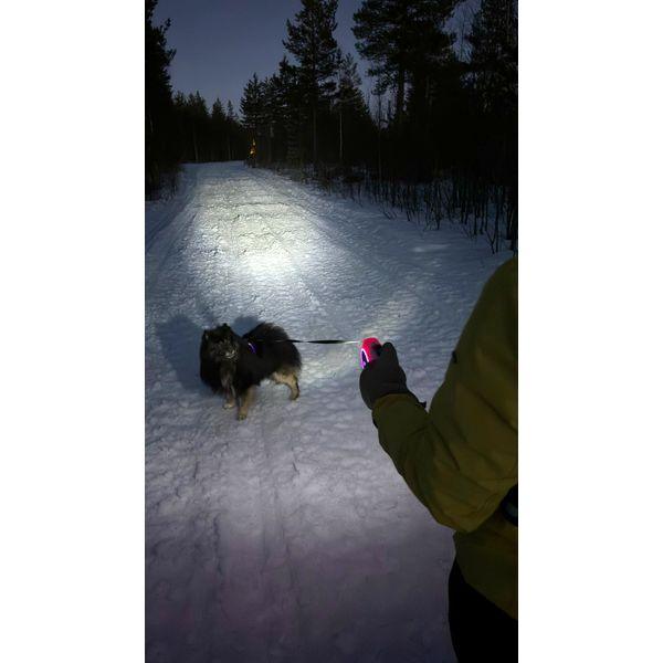 Leash Light5 Doggo Led Leash, 5 m - SPEED LIGHT